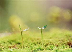 卧房植物怎么摆放比较好？卧室植物的风水